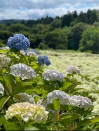 日本最大級の紫陽花の海原を見に行こう🥰💠🤍みちのくあじさい園