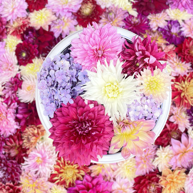 【奈良県・明日香村】紫陽花が綺麗！厄除けでも有名な岡寺へ