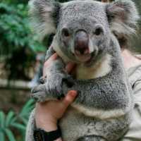 龍柏考拉動物園