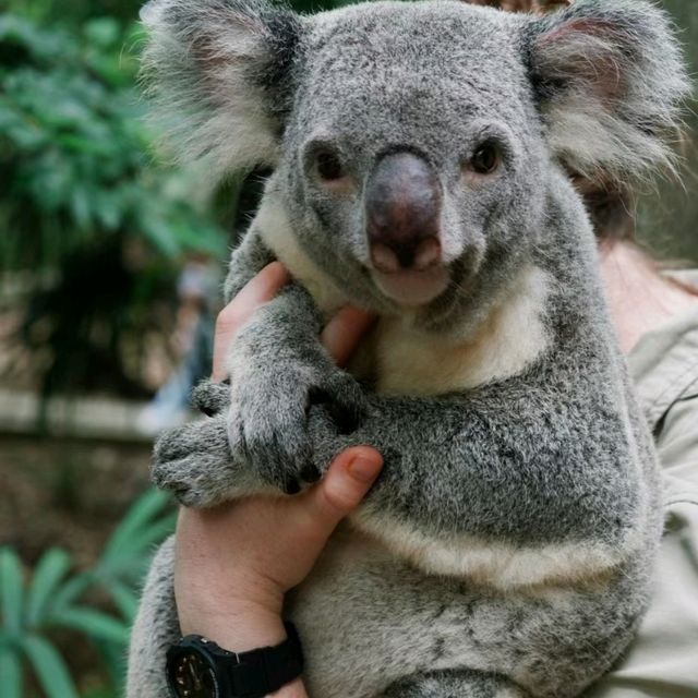 龍柏考拉動物園