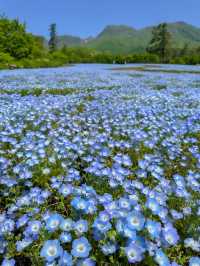 雄大な山々をバックに四季折々の花が咲く、くじゅう花公園