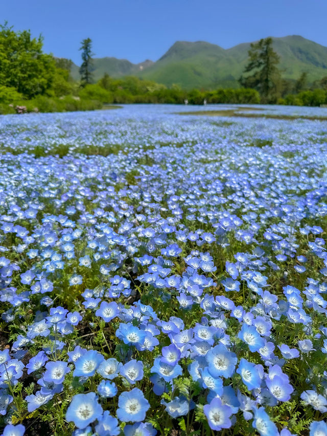 雄大な山々をバックに四季折々の花が咲く、くじゅう花公園