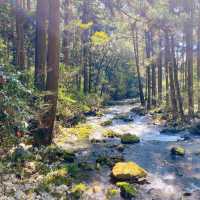 【秋吉台】山口県の絶景スポット！