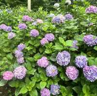 九州久留米千光寺的七千繡球花💐🌺🌸🌻🪻 