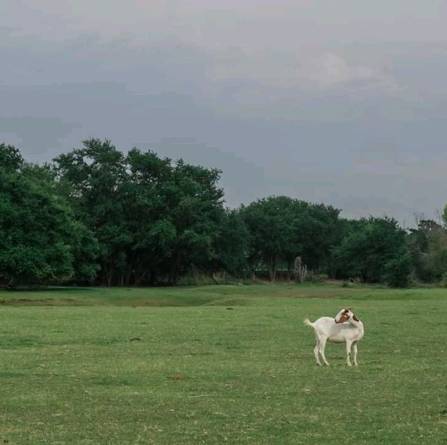 🌿🐑ถ่ายรูปกับฝูงแพะ @เขื่อนป่าสักฯ ลพบุรี