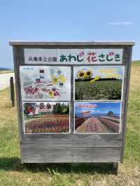 【淡路島】迫力！ペチュニアの大花壇（2024年8月1週目）