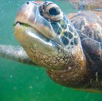海亀と遊泳体験🐢💚