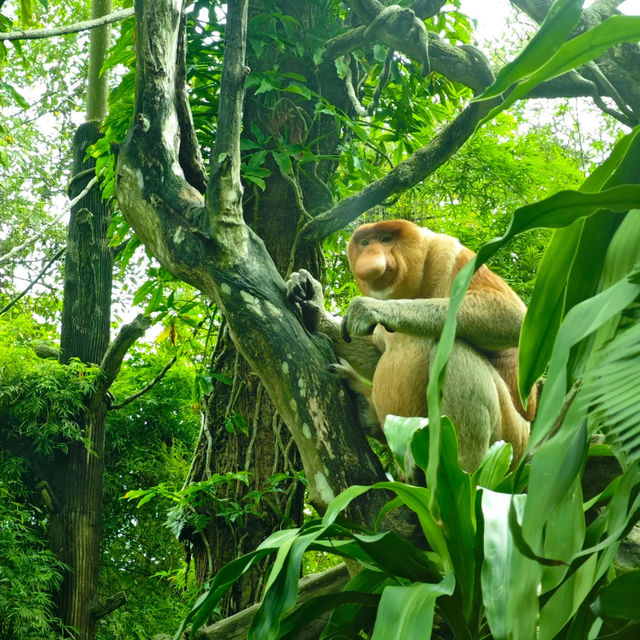 馬來西亞國家動物園：親近自然，享受歡樂氛圍！
