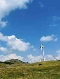 愛媛　まるでスイス！？四国カルスト⛰️🐄