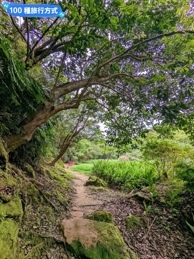 台北汐止-油桐花、螢火蟲一次看：內溝山登山步道