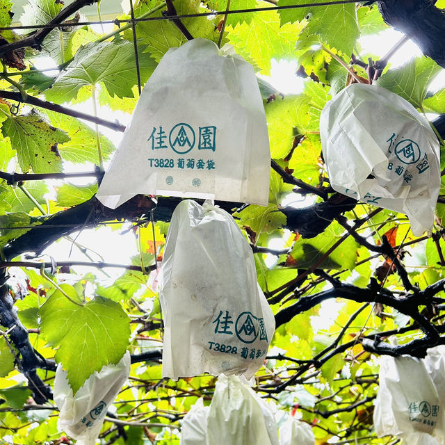 柳哥開心果園 採葡半日遊