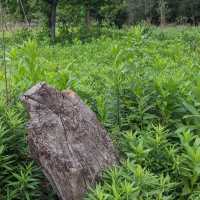 Houston Arboretum & Nature Center: A Natural Haven