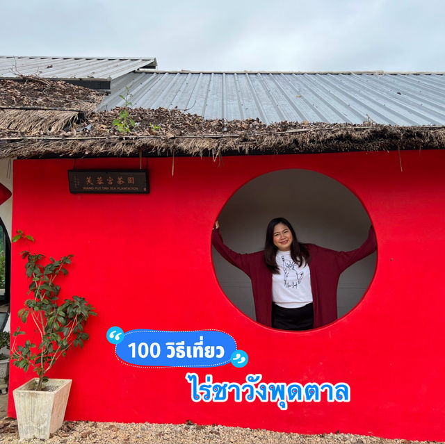 ขึ้นดอยแม่สลอง....เที่ยวไร่ชาวังพุดตาล⛰️
