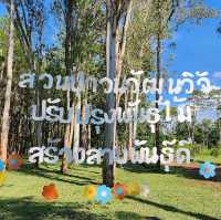 🌲สวนสนแม่แตง เชียงใหม่