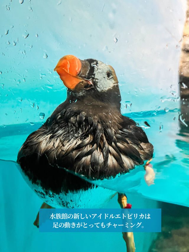 【 茨城 大洗 】サメの飼育種類数日本一の水族館で海中探検🦈