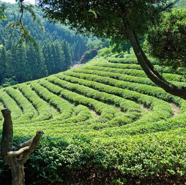 Discover Serenity at Boseong Green Tea Fields