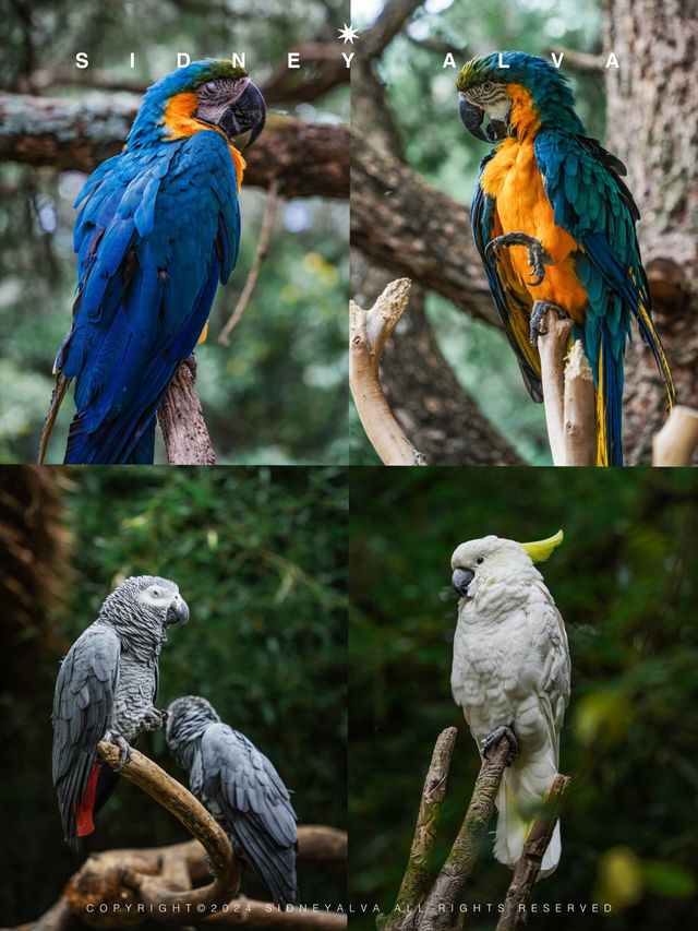 到動物園去班味，拯救不開心🦝🦒🦓🐅🦧