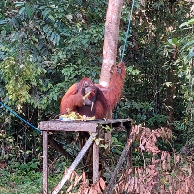 Sarawak Semanggoh Wildlife Centre 