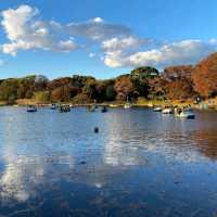 東京景點｜東京近郊知名銀杏賞風景點—國營昭和紀念公園
