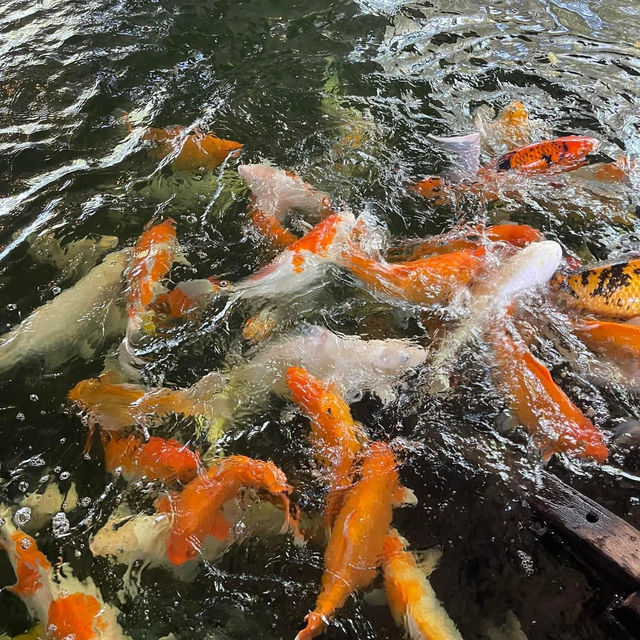 𝑻𝒉𝒆 𝑶𝒛𝒐𝒏𝒆 𝑩𝒂𝒏𝒈𝒌𝒓𝒂𝒋𝒂𝒐