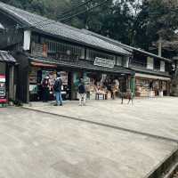 Nara Park: A Journey Through Japan’s Ancient Heart