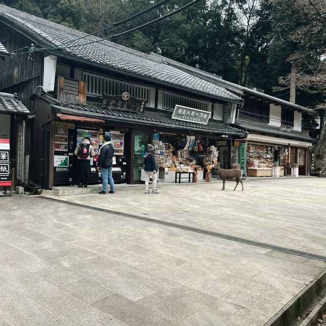 Nara Park: A Journey Through Japan’s Ancient Heart