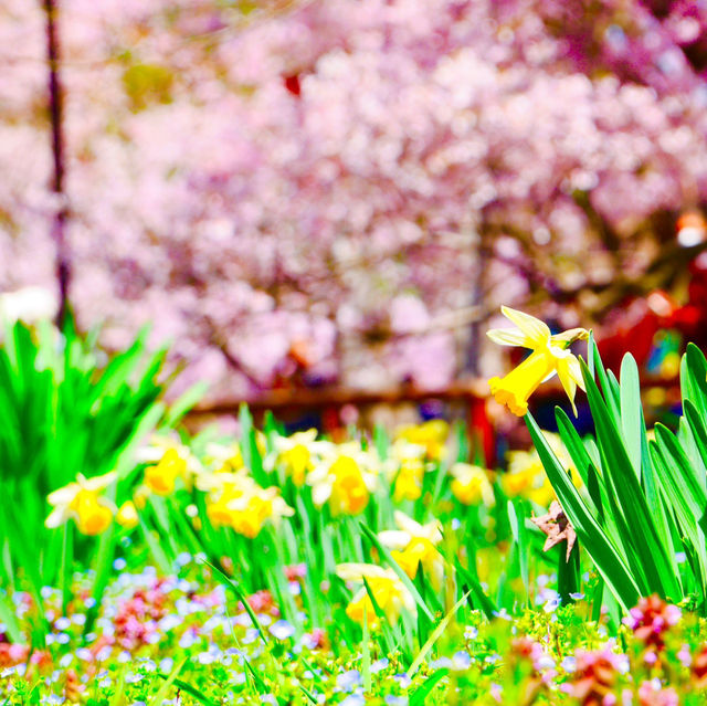 【長野/伊那】絶景の桜！高遠城址公園