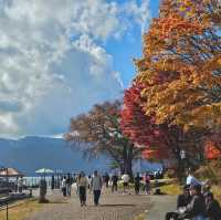 ใบไม้เปลี่ยนสี nikko