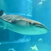 大阪海遊館-全球最大規模的水族館，有觀賞與教育意義
