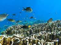 ดำน้ำดูปะการังและฝูงปลาที่เกาะสิมิลัน🐠🌊