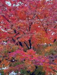 北海道定山溪溫泉：🍁紅葉映襯的秋日絕景