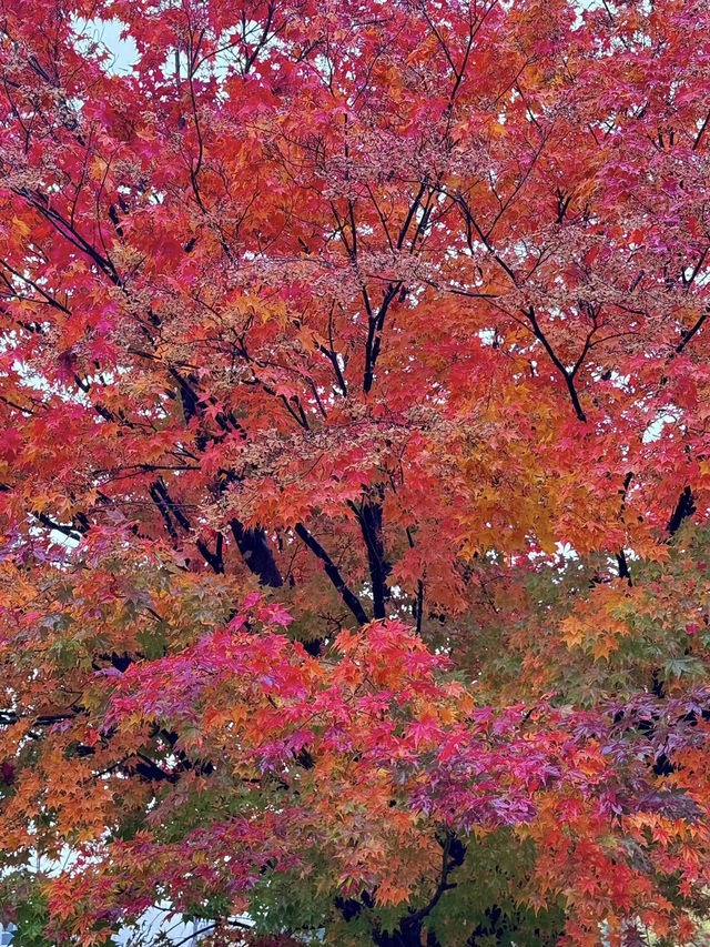 北海道定山溪溫泉：🍁紅葉映襯的秋日絕景