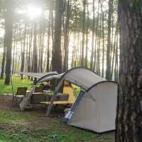 ภูหินร่องกล้า - ลานกางเต็นท์กลางป่าสน