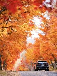 【長野】まさかの道中が美しすぎた🤩紅葉のトンネルが絵になるすぎるスポット🍁