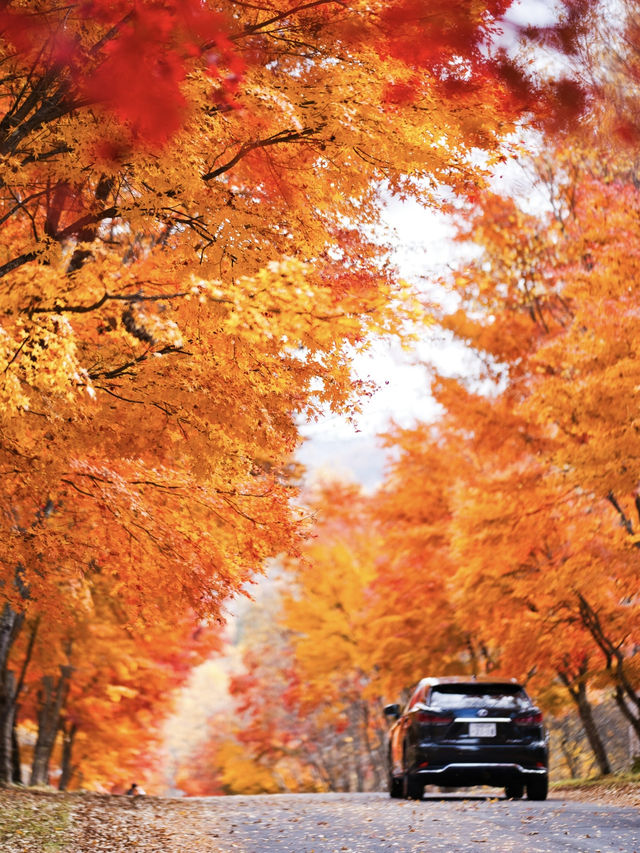 【長野】まさかの道中が美しすぎた🤩紅葉のトンネルが絵になるすぎるスポット🍁