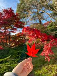 Awesome scenes of garden❤️