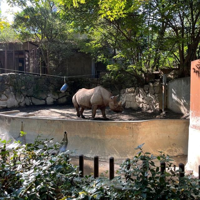 東京景點｜日本最古老的親子動物園—恩賜上野動物園