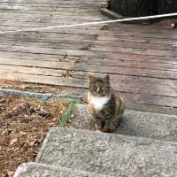 Cats of Mount Hua