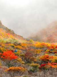 【栃木】死ぬまでにみたい絶景の紅葉