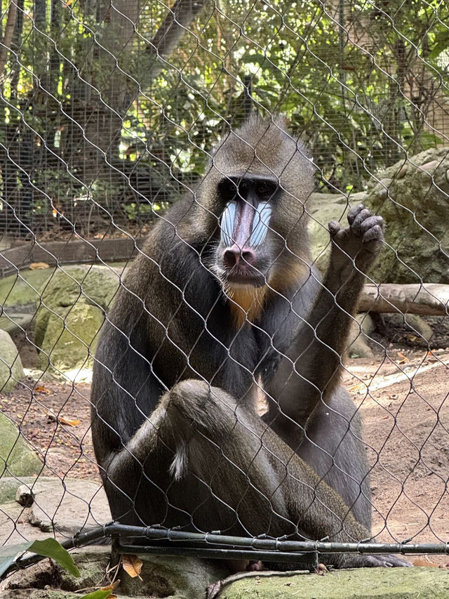 🐻미국 최고의 여행지 샌디에고 동물원 San diego zoo🐒