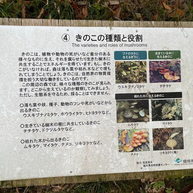 【福井】福井のおすすめ紅葉スポット！