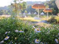 เที่ยวชมทุ่งคอสมอสที่ Margaret Private Villa 