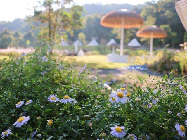 เที่ยวชมทุ่งคอสมอสที่ Margaret Private Villa 
