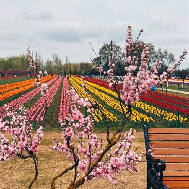 MESMERISING VIEW OF 73 VARIETIES OF TULIPS.