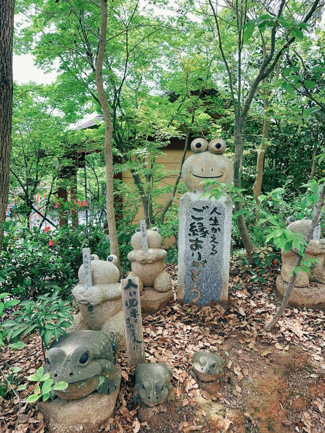 超多可愛青蛙🥰福岡青蛙寶地全攻略❤️❤️