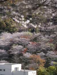 【ここ行って】秋に桜が見られる⁉️全国でも珍しい「紅葉×桜」スポット🌸🍁