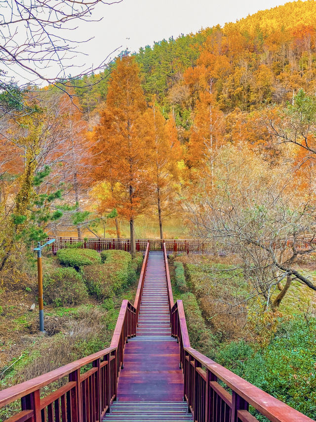 부산의 가을 명소, 단풍구경하기 좋은 기장 용소웰빙공원
