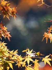 【東京×紅葉】  六義園  素晴らしい雪吊りと紅葉のリフレ