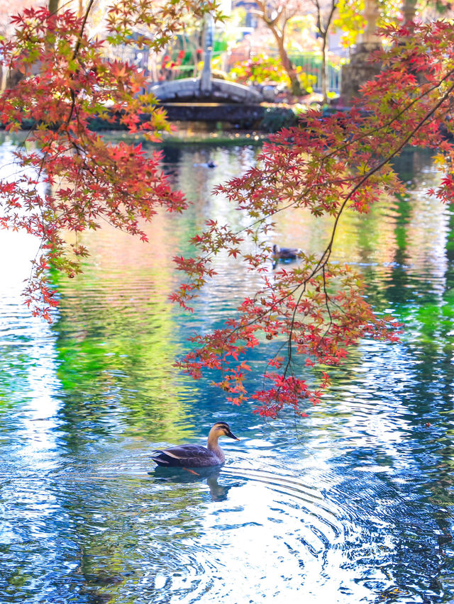 📍 【栃木】静寂な水辺に映る紅葉🍁 