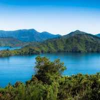 Tranquil Trails and Sweet Treats: Discovering the Havelock Link Track 